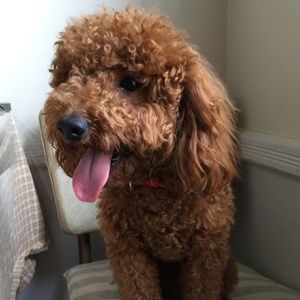 Meet your Posher, Vivian